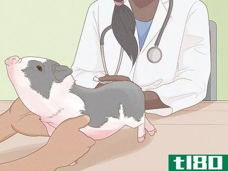 Image titled Care for a Miniature Potbellied Pig Step 12