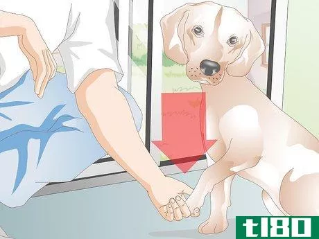 Image titled Care for a Dog's Torn Paw Pad Step 17