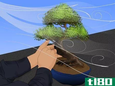 Image titled Care for a Chinese Elm Bonsai Tree Step 3