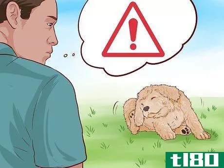 Image titled Care for a Toy Poodle Step 12