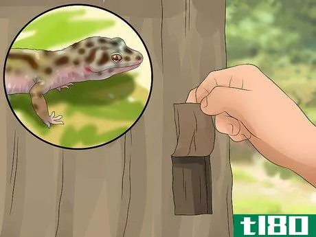Image titled Catch a Gecko Step 2