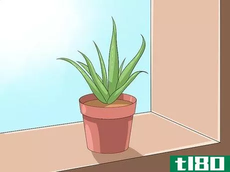 Image titled Care for Your Aloe Vera Plant Step 1