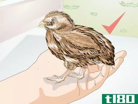 Image titled Care for Quail Step 11