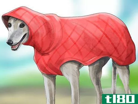 Image titled Care for an Italian Greyhound Step 10