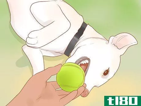 Image titled Be Your Dog's Best Friend Step 12