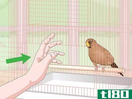 Image titled Bond with Pet Finches Step 12