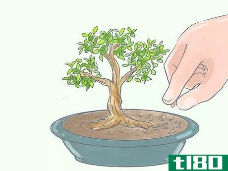 Image titled Care for Tiger Bark Ficus Bonsai Tree Step 8