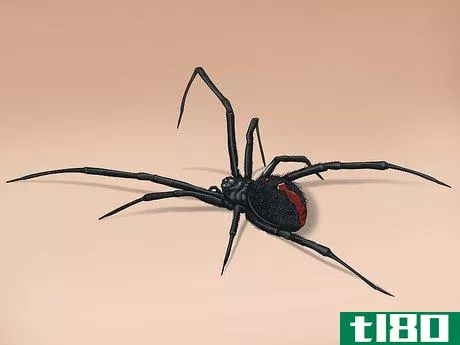 Image titled Avoid Getting Bitten by a Black Widow Step 11