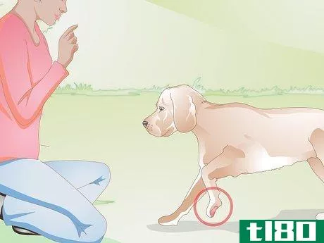 如何护理狗的撕裂的爪垫(care for a dog's torn paw pad)