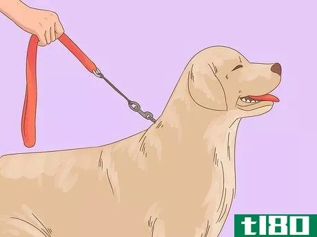 Image titled Care for a Dog After Spaying Step 19