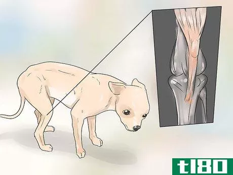 Image titled Care for Your Chihuahua Step 21