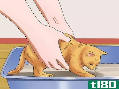 Image titled Care for Kittens from Birth Step 5