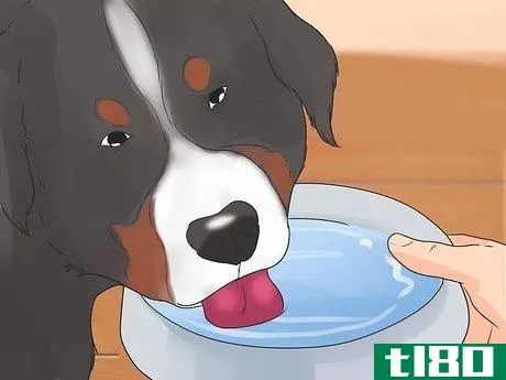 Image titled Care for Bernese Mountain Dogs Step 6