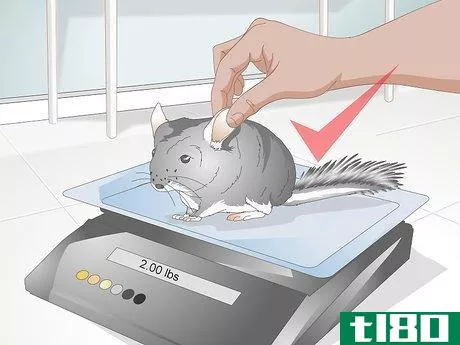 Image titled Buy a Chinchilla Step 14