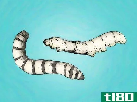 Image titled Breed Silkworms Step 1