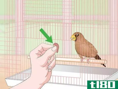 Image titled Bond with Pet Finches Step 13