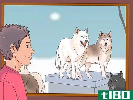 Image titled Become a Wolf Expert Step 10
