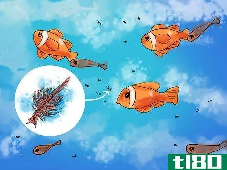 Image titled Breed Clownfish Step 14