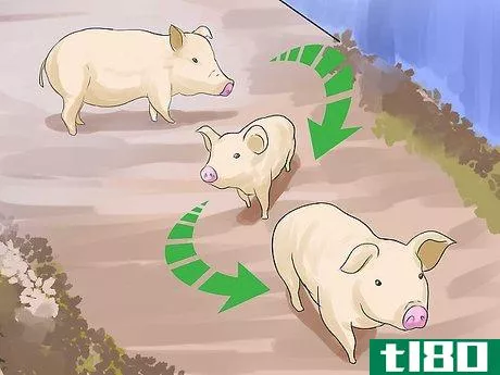 Image titled Care for a Pet Pig Step 5