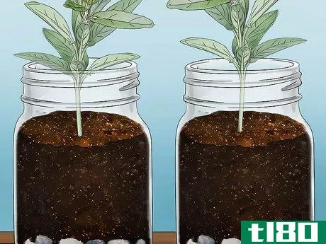 Image titled Build a Mason Jar Herb Garden Step 5