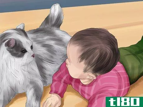 Image titled Care for Ragdoll Cats Step 12