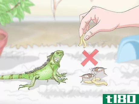 Image titled Care for an Iguana Step 14
