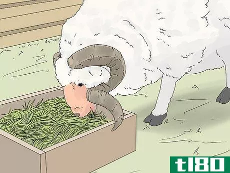 Image titled Breed Sheep Step 5