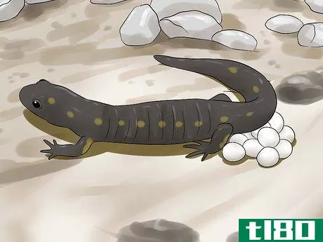 Image titled Catch a Salamander Step 13