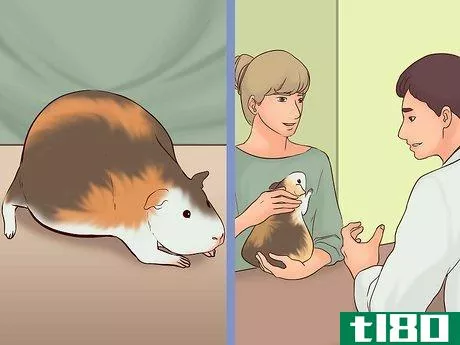 Image titled Care for a Pregnant Guinea Pig Step 4