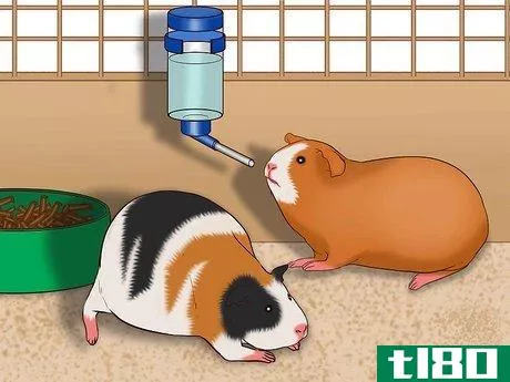 Image titled Care for a Pregnant Guinea Pig Step 18