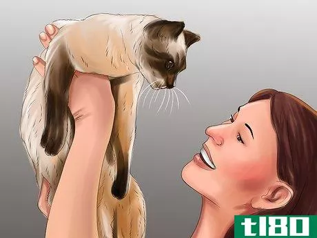 Image titled Care for Siamese Kittens Step 14