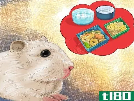 如何度假期间照顾老鼠(care for mice during vacation)