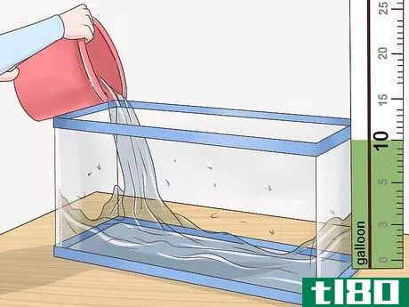 Image titled Care for a Dwarf Gourami Step 1