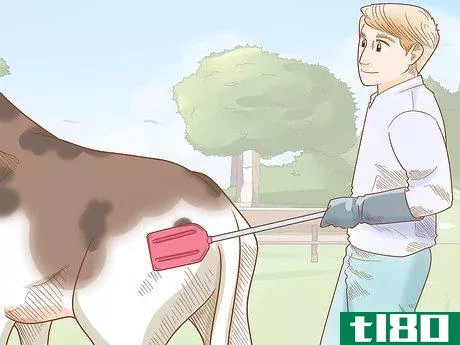 Image titled Care for Cattle Step 13