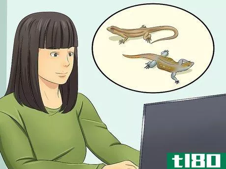 Image titled Catch a Lizard Without Using Your Hands Step 12
