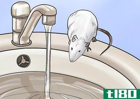 如何给你的宠物鼠洗澡(bathe your pet rat)