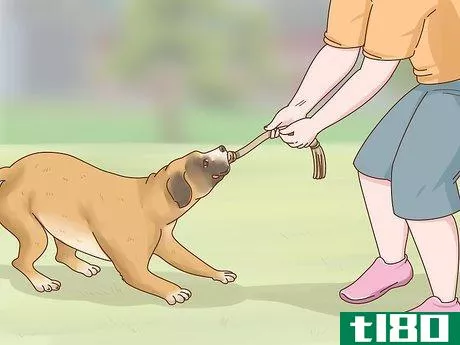 Image titled Care for Boxers Step 13