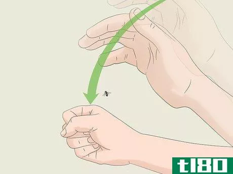 Image titled Catch a Fly With Your Hands Step 8