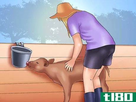 Image titled Care for an Orphan Calf Step 3