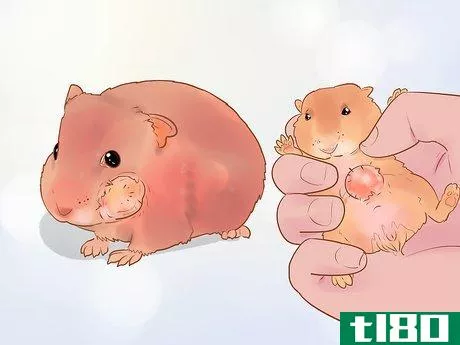 Image titled Care for Dwarf Hamsters Step 17
