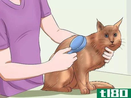 Image titled Care for Maine Coons Step 5
