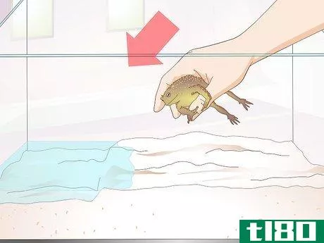 Image titled Care for a Hibernating Frog Step 2
