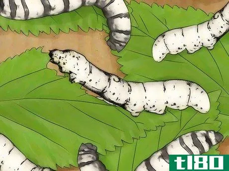 Image titled Breed Silkworms Step 2