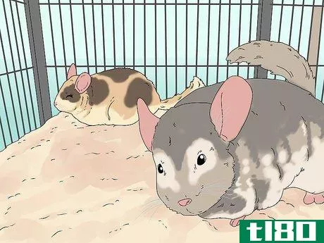 Image titled Break Up Fights Between Chinchillas Step 9