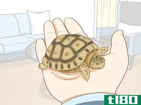 Image titled Care for a Leopard Tortoise Step 3
