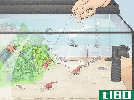 如何养殖淡水虾(breed freshwater shrimp)