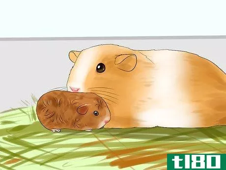 Image titled Breed Standard Guinea Pigs Step 16