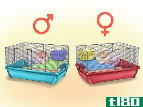 Image titled Care for Roborovski Hamsters Step 14