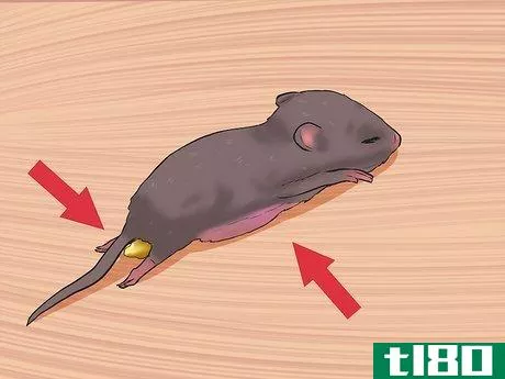 Image titled Care for Baby Mice Step 3