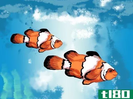 Image titled Breed Clownfish Step 4